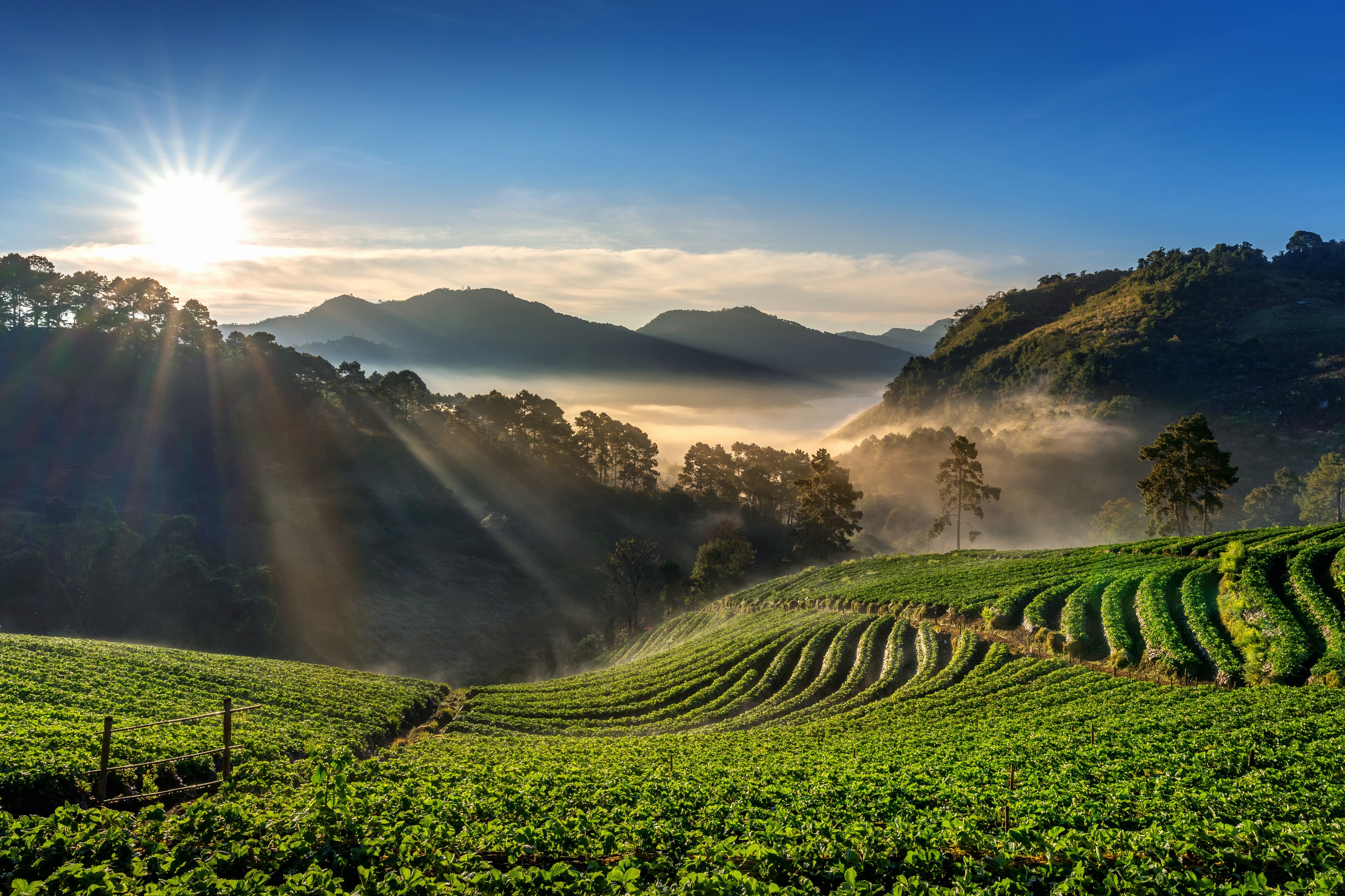 Rolling green hills