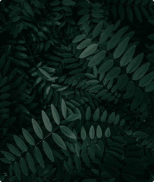 Carbon credit lifecycle